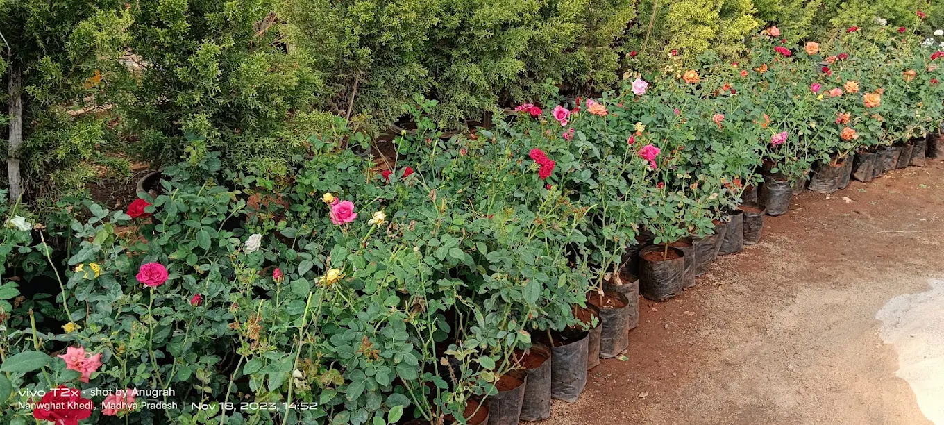 Indoor plants collection for home garden setup in Khargone